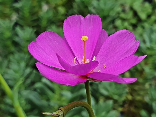 Cistanthe grandiflora