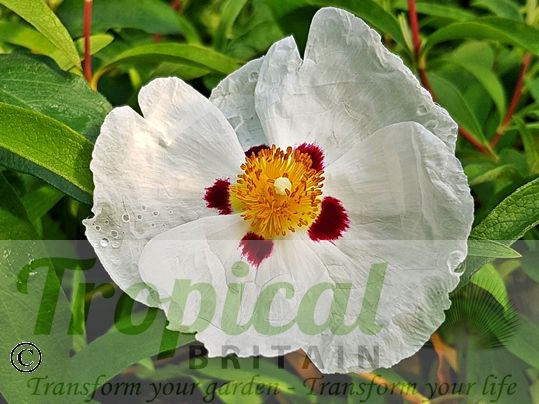 Cistus x purpureus 'Alan Fradd'