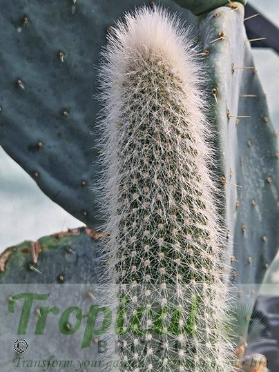 Cleistocactus straussii