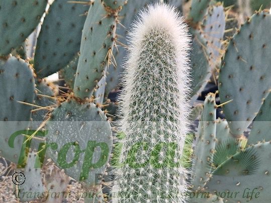 Cleistocactus straussii