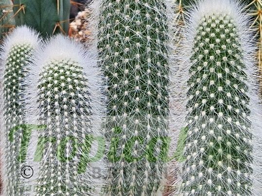 Cleistocactus straussii
