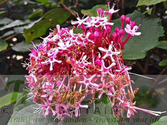 Clerodendrum bungei - flowers starting to go off by early September