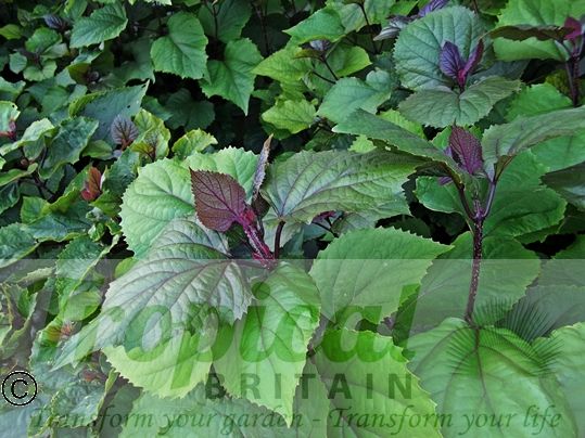 Clerodendrum bungei