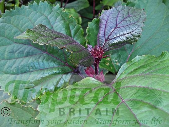 Clerodendrum bungei - wonderful foliage