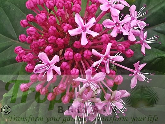 Clerodendrum bungei - flowers just starting to open