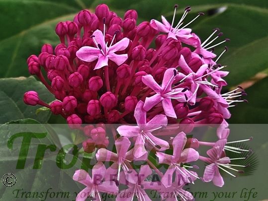 Clerodendrum bungei﻿