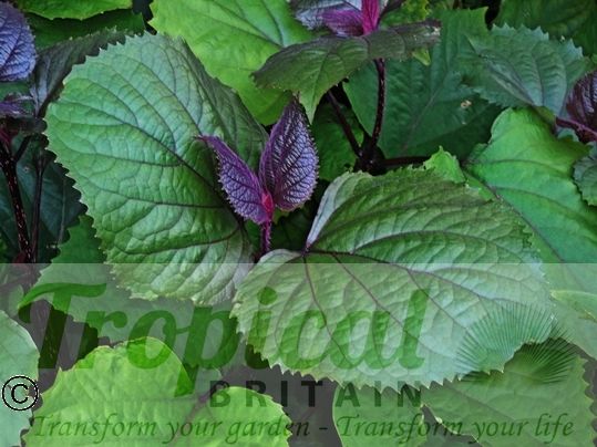 Clerodendrum bungei