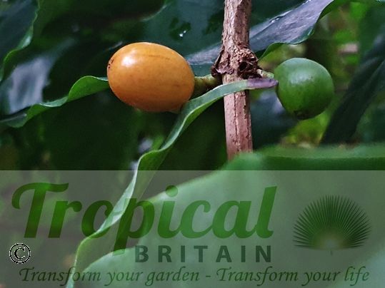 Coffea arabica