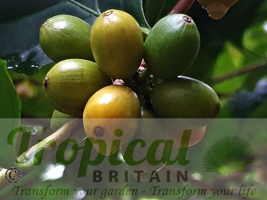 Coffea arabica