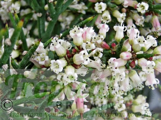 Colletia hystrix