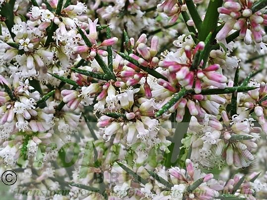Colletia hystrix