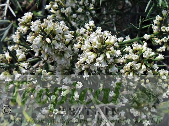 Colletia hystrix