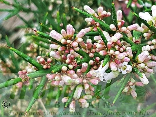 Colletia hystrix