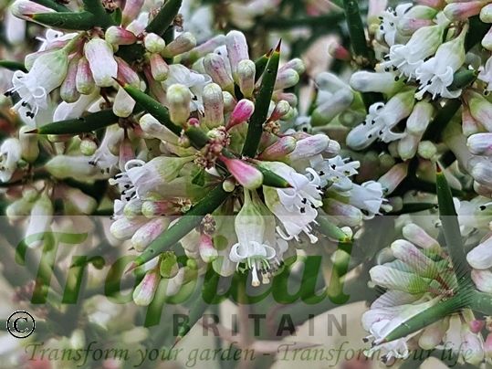 Colletia hystrix