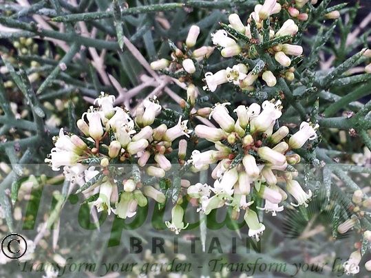 Colletia hystrix