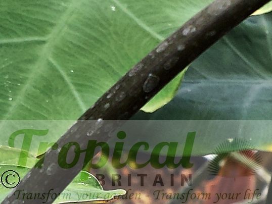 Colocasia esculenta 'Black Stem'