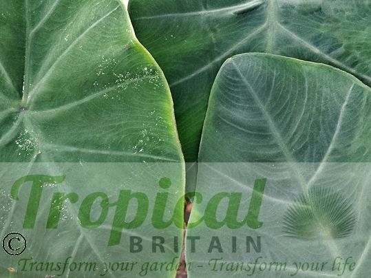 Colocasia esculenta 'Black Stem'