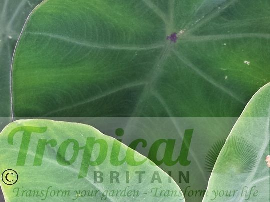Colocasia esculenta 'Black Stem'