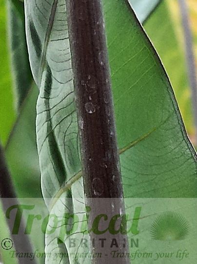 Colocasia esculenta 'Black Stem'