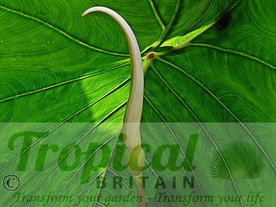 Colocasia esculenta 'Burgundy Stem'