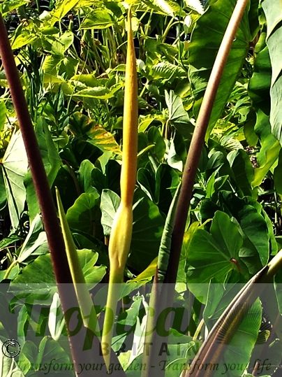 Colocasia esculenta 'Burgundy Stem'