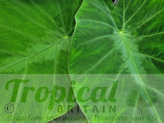 Colocasia esculenta 'Emerald'