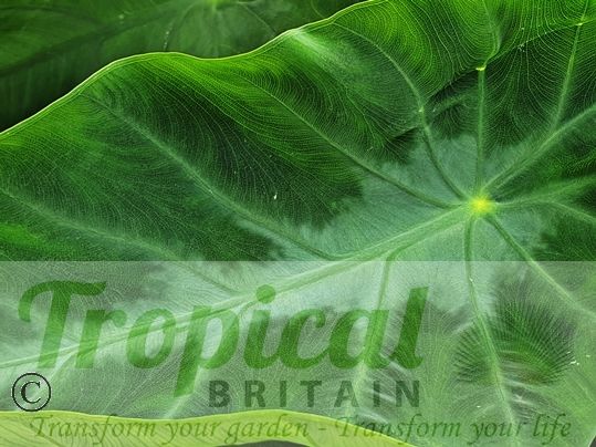 Colocasia esculenta 'Emerald'