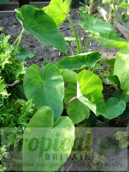 Colocasia esculenta v. antiquorum - Edible gardening