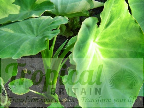 Colocasia esculenta v. antiquorum