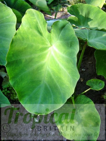 Colocasia esculenta v. antiquorum