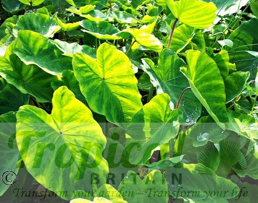 Colocasia esculenta v. antiquorum