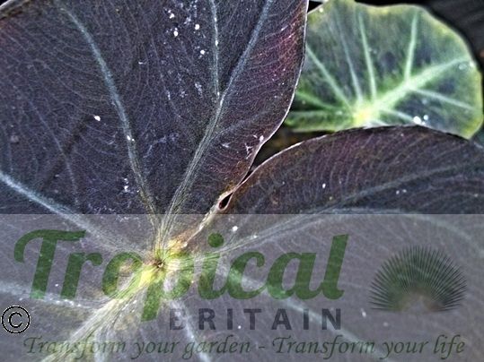 Colocasia esculenta var. antiquorum 'Illustris'