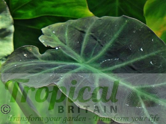 Colocasia esculenta var. antiquorum 'Illustris'