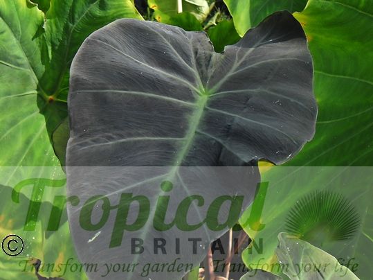 Colocasia esculenta var. antiquorum 'Illustris'