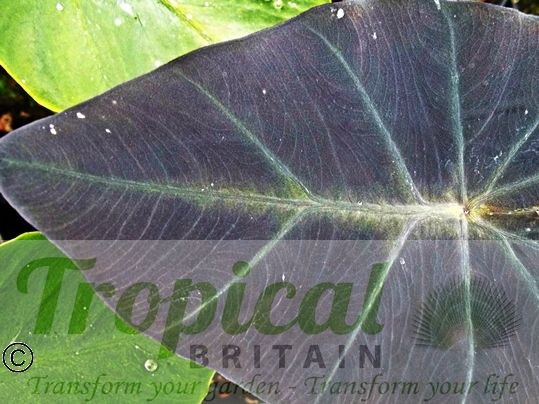 Colocasia esculenta var. antiquorum 'Illustris'