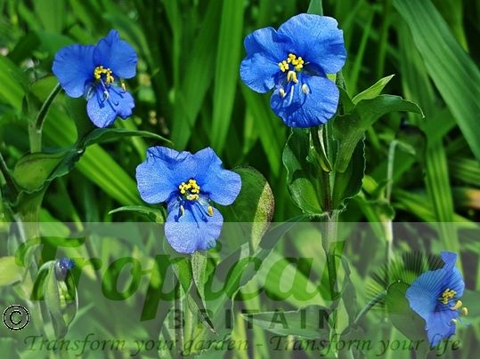 Commelina coelestis