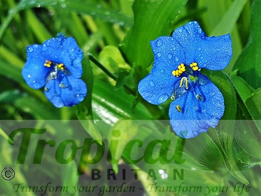 Commelina coelestis