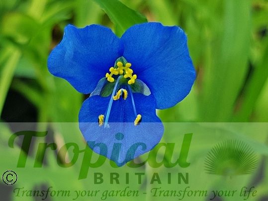 Commelina coelestis﻿