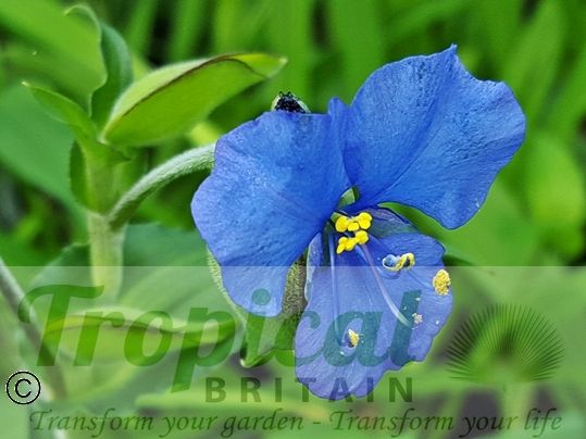 Commelina coelestis﻿