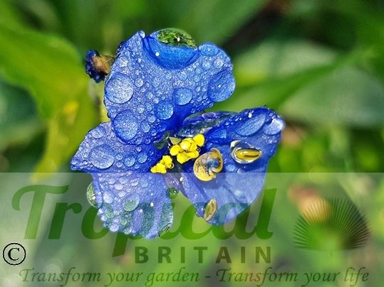 Commelina coelestis
