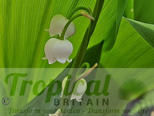 Convallaria majalis