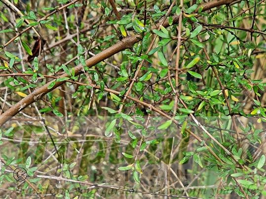Coprosma propinqua