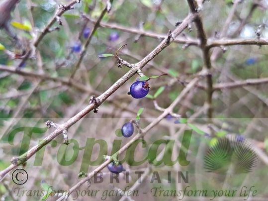 Coprosma propinqua