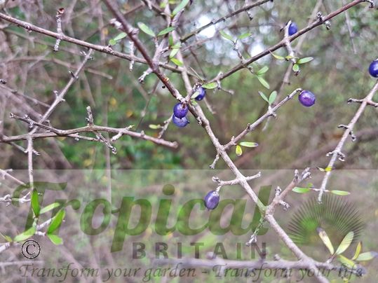 Coprosma propinqua
