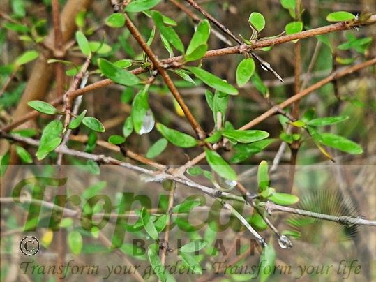 Coprosma propinqua