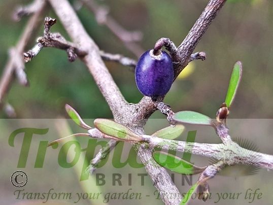 Coprosma propinqua
