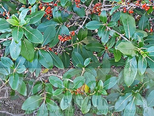 Coprosma robusta