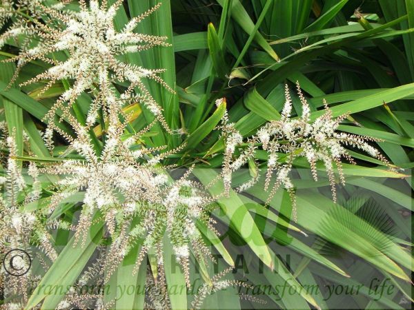 Cordyline australis - flower panicles