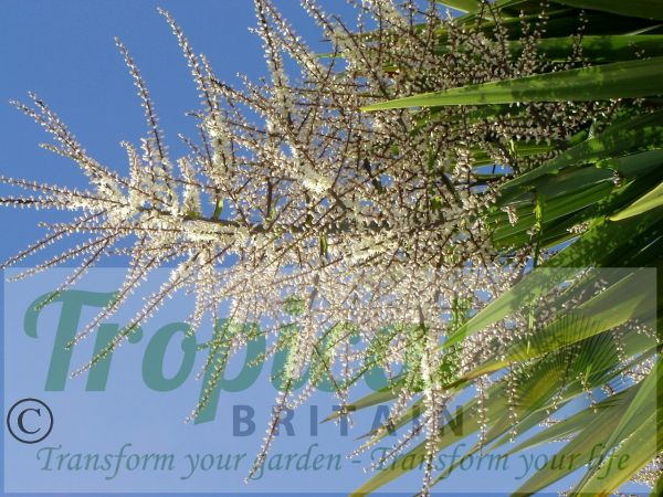 Cordyline australis - sweetly scented flowers