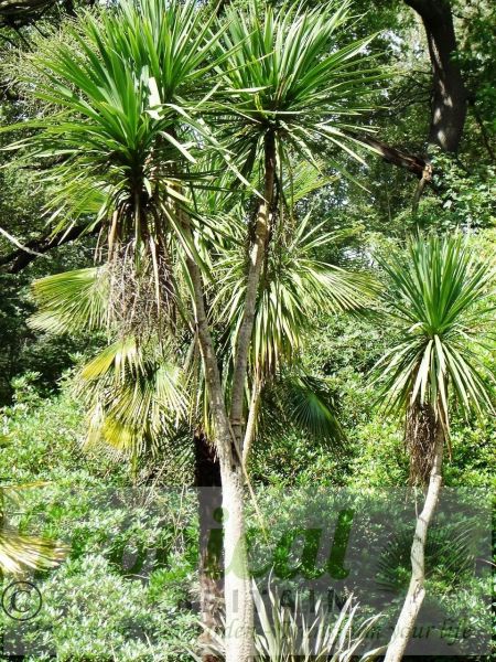 Cordyline australis